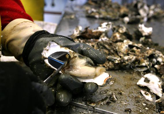 oyster-phone